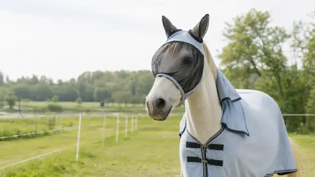 Fluedækken & Masker